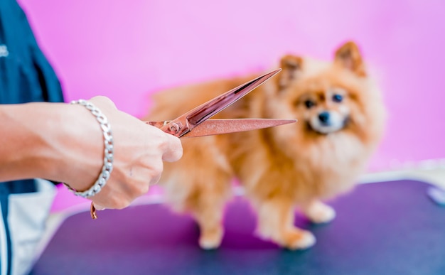 Hundefriseur schneidet Pomeranian-Hund im Pflegesalon