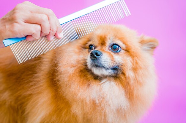 Hundefriseur schneidet Pomeranian-Hund im Pflegesalon