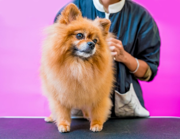 Hundefriseur schneidet Pomeranian-Hund im Pflegesalon