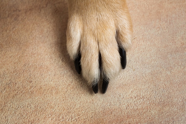 Foto hundefüße und -beine texturoberfläche. schließen sie herauf bild einer pfote des obdachlosen hundes. hauttextur.