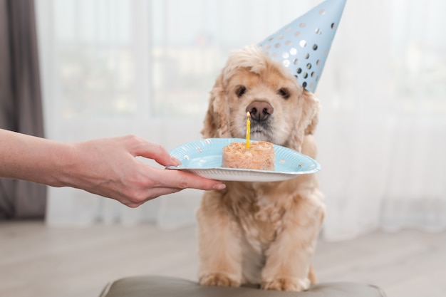 Hundefutter mit Kerze zum Haustiergeburtstag