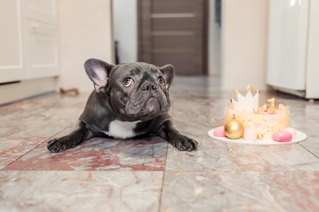 Hundegeburtstag Französische Bulldogge mit Geburtstagstorte Alles Gute zum Geburtstag