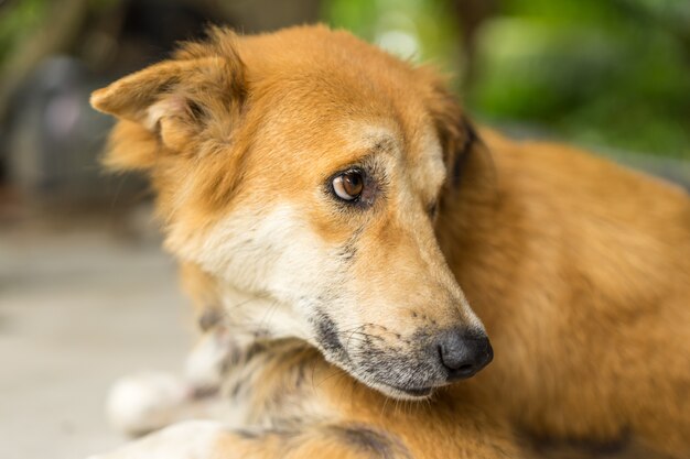 Hundegesicht, brauner Hund, Porträt-thailändischer Hund