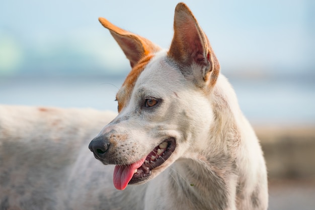 Hundegesicht, das zur Seite schaut