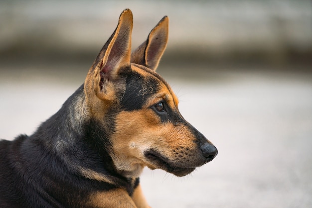 Hundegesicht, das zur Seite schaut