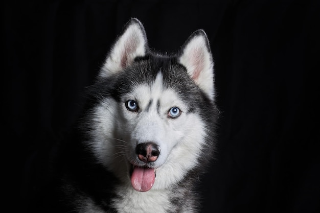 Hundegesicht des sibirischen Huskys auf schwarzem Hintergrund