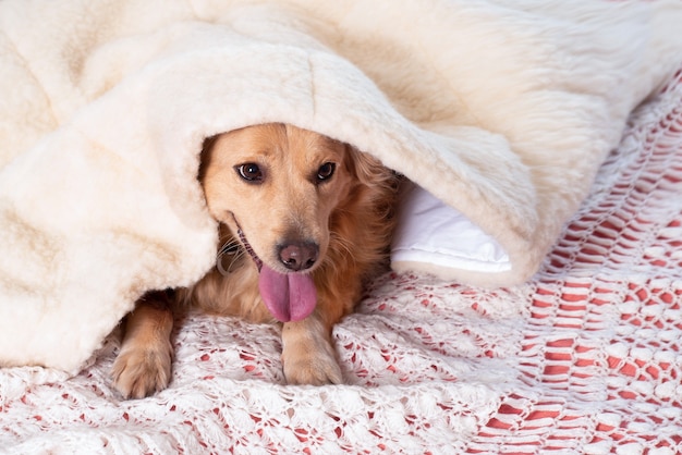 Hundegesicht mit sonnt sich unter einer warmen Wolldecke