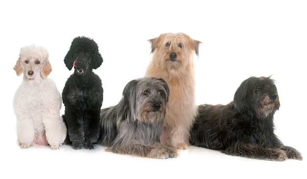 Hundegruppe
