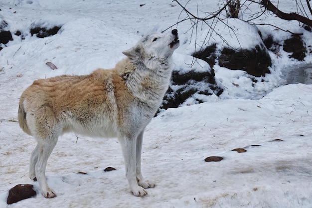 Foto hundeheulen