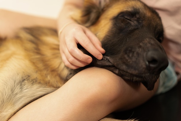 Hundekopf mit Zusammengehörigkeit des Besitzers, der mit Sorgfalt sitzt und lächelt