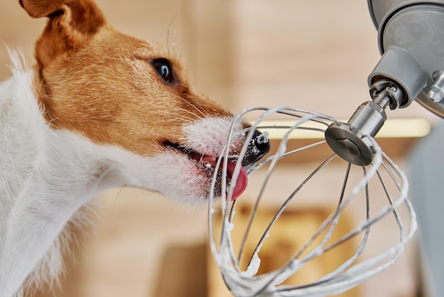 Hundelecken elektrischer Küchenmixer Schneebesen