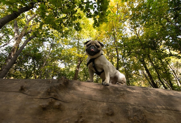 Hundemops auf dem Baum