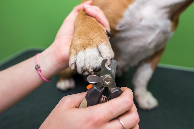 Hundenklauen schneiden Die langen Nägel eines Hundes schneiden