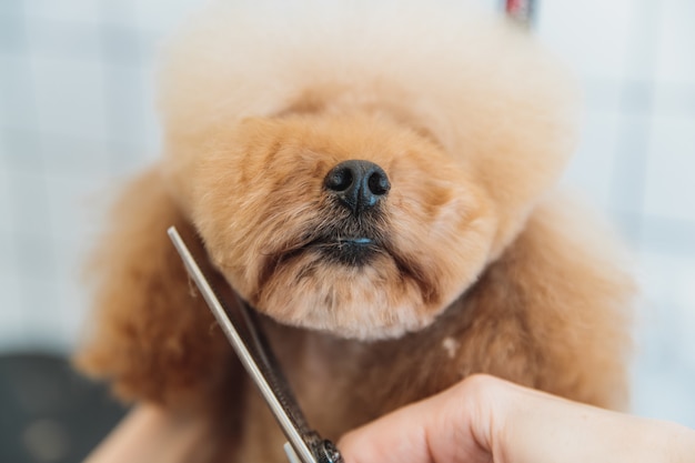 Hundepflege Pflege von Hunden im Salon hochwertiges Foto