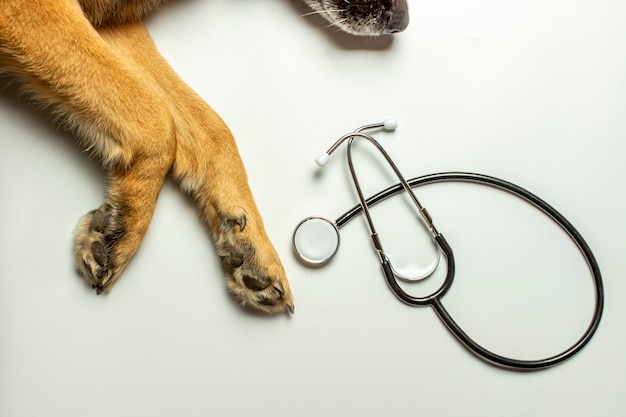 Hundepfoten und Arztstethoskop auf einem hellen Hintergrund. Konzept Tierklinik, Tierheim, Tierarzt, Tierhilfe.