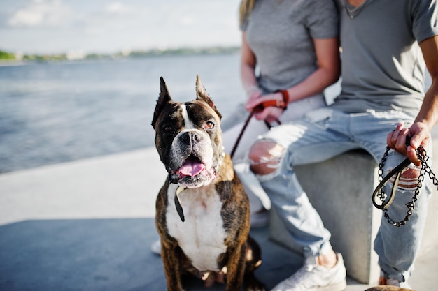 Foto hundepitbullterrier an der leine