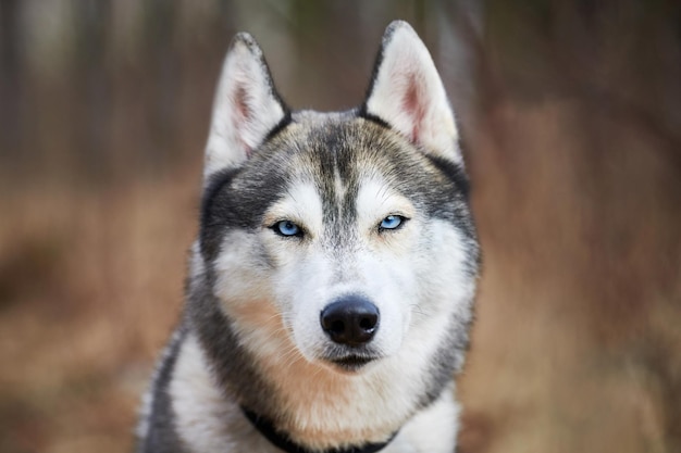 Hundeporträt des sibirischen Huskys mit blauen Augen und grauer Fellfarbe niedliche Schlittenhunderasse