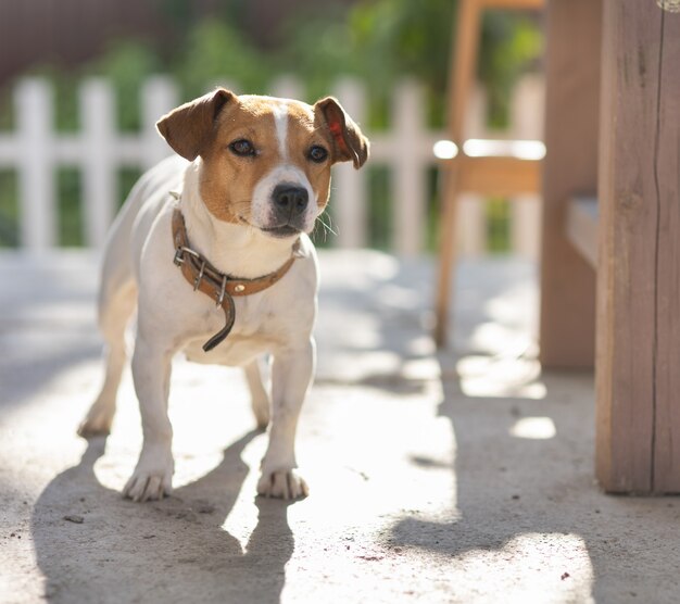 Hundeporträt in der Nähe des Hauses, Jack Russell