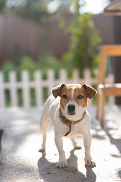 Hundeporträt in der Nähe des Hauses, Jack Russell