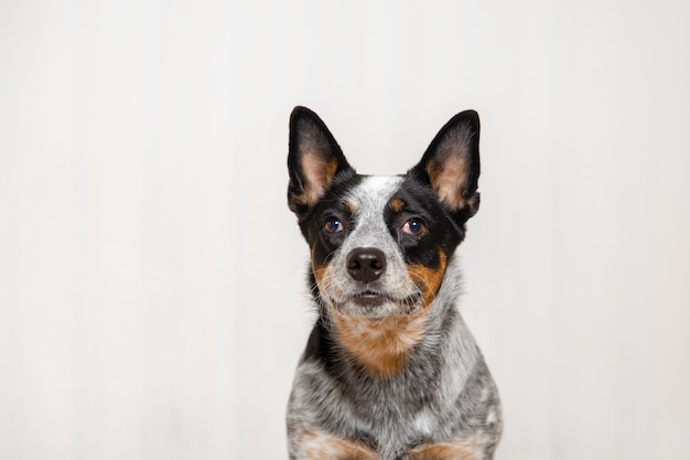 Hundeporträt mit lustigen Emotionen. Weißer Hintergrund. Lustiger Hundegesichtsausdruck. Australischer Rinderhund