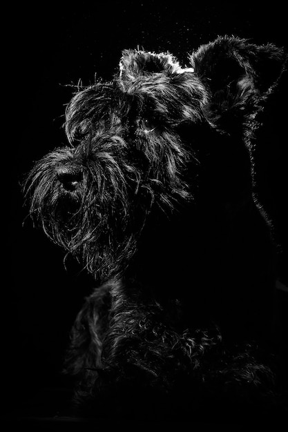 Hundeportrait an schwarzer Wand