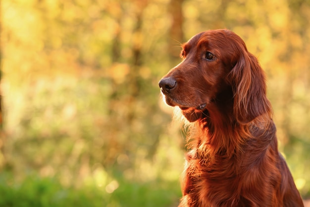 Hundeportrait auf Grün. Draußen.