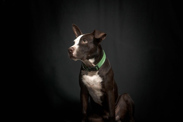 Hundeportrait Pitbull