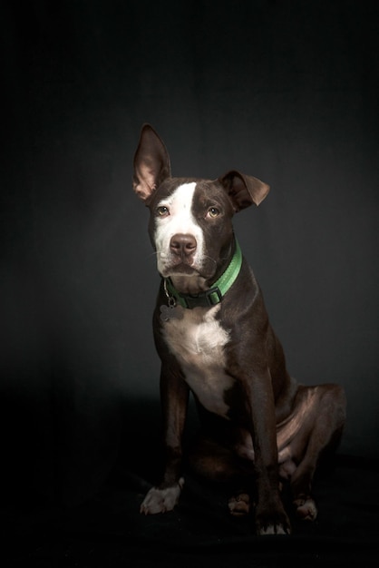 Hundeportrait Pitbull