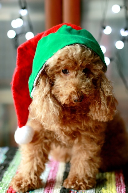 Hundepudel in einer Weihnachtsmütze