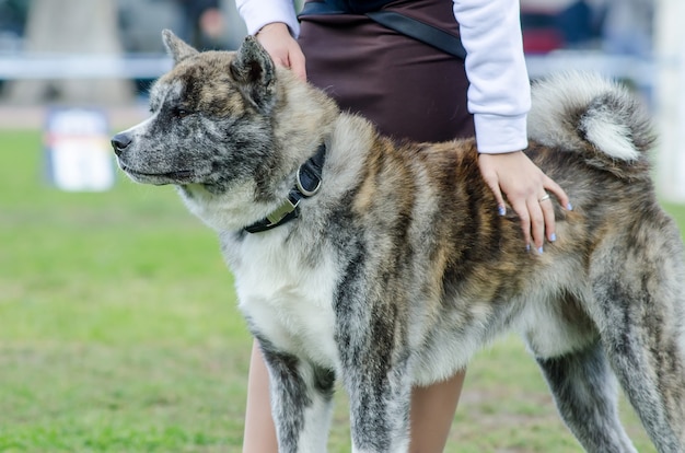 Hunderasse Akita Inu neben seiner Gastgeberin auf der Hundeausstellung