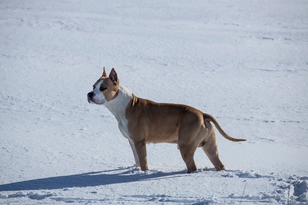 Hunderasse American Staffordshire Terrier geht im Winter im Schnee spazieren. Foto in hoher Qualität