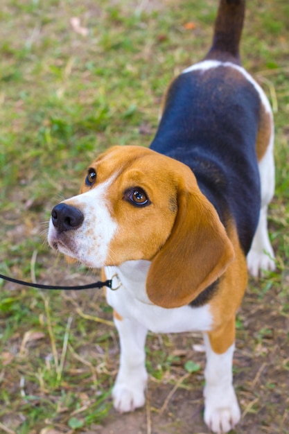 Hunderasse Beagle auf grünem Gras im Sommer