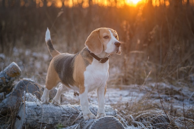 Hunderasse Beagle für einen Spaziergang im Winterpark am Abend vor dem Hintergrund eines schönen Sonnenuntergangs