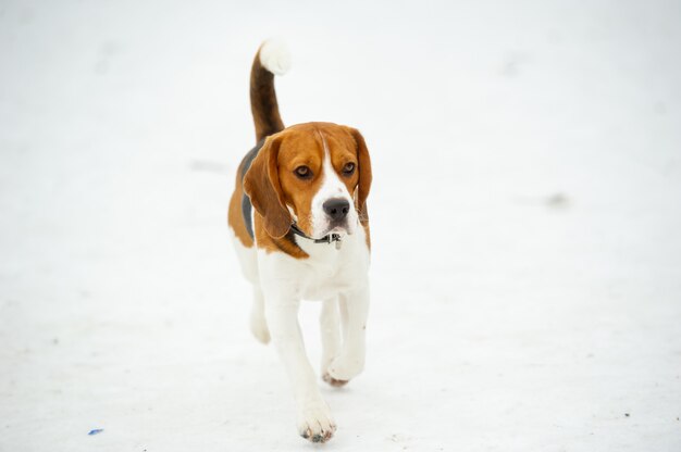 Hunderasse Beagle im Winter spielen im Schnee im Freien.