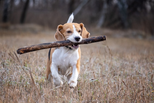 Hunderasse beagle spielt mit einem stock während eines spaziergangs