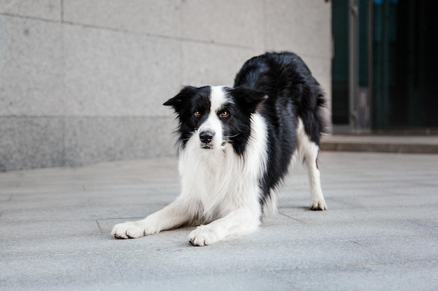 Hunderasse Border Collie in der Stadt