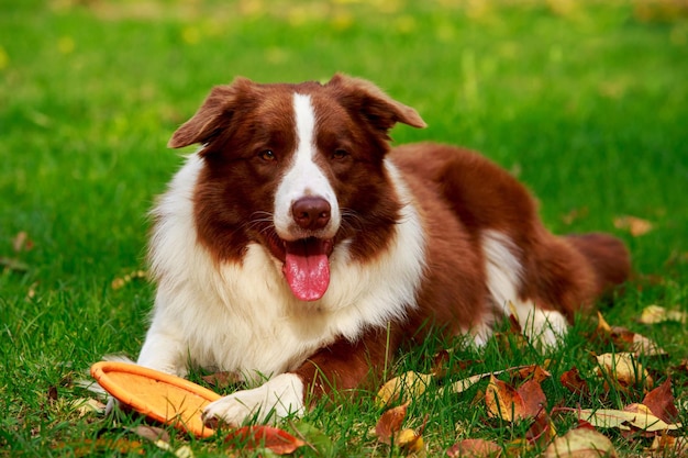 Hunderasse Border Collie