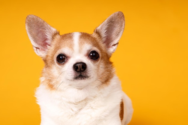 Hunderasse Chihuahua Nahaufnahme auf gelbem Hintergrund Foto in hoher Qualität