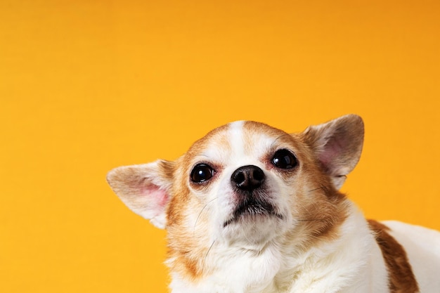 Hunderasse Chihuahua Nahaufnahme auf gelbem Hintergrund