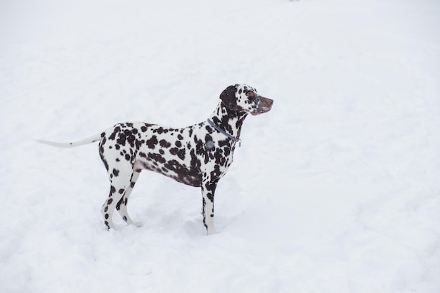 Hunderasse Dalmatiner im Winter im Schnee steht stolz da und sieht wunderschön aus. Der Dalmatiner geht im Park spazieren. Schöner erwachsener Dalmatinerhund