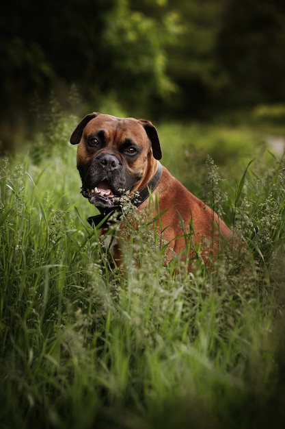 Hunderasse deutscher Boxer im Garten