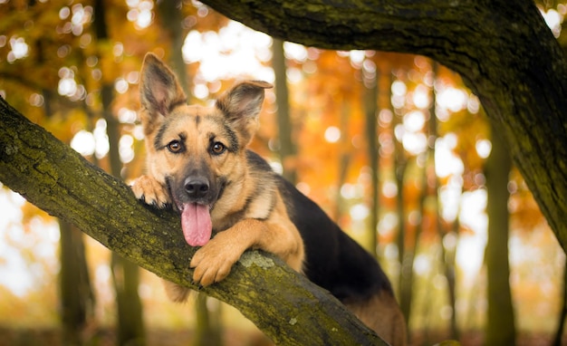 Hunderasse Deutscher Schäferhund im Wald in der Nähe eines Baumes im Herbst