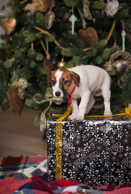 Hunderasse Jack Russell sitzt auf Weihnachtsboxen