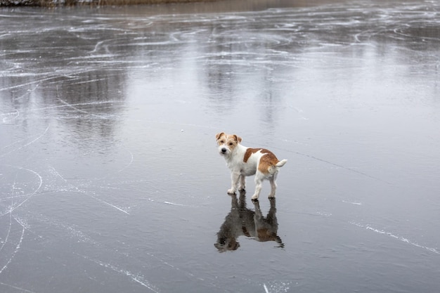 Hunderasse Jack Russell Terrier auf dem Eis eines zugefrorenen Sees Eis mit Rochenspuren