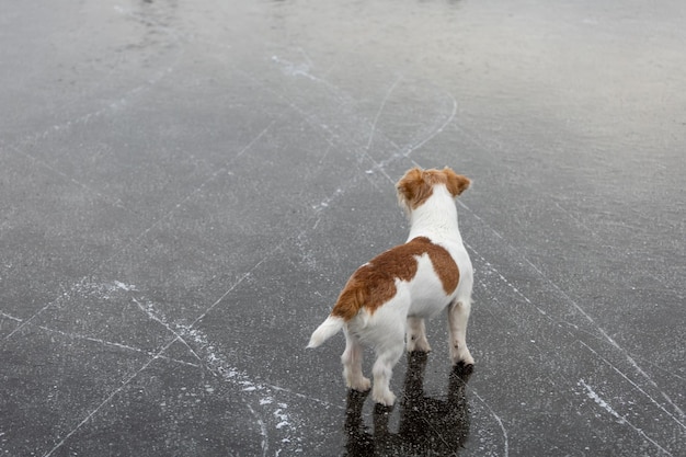 Hunderasse Jack Russell Terrier auf dem Eis eines zugefrorenen Sees Eis mit Rochenspuren