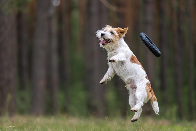 Hunderasse Jack Russell Terrier in einem roten Regenmantel trägt in seinem Mund ein springendes Ringspielzeug in einem grünen Wald