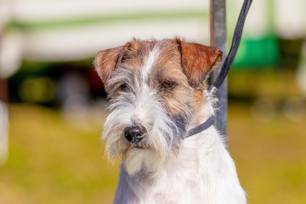 Hunderasse Jack Russell Terrier Nahaufnahme auf verschwommenem Hintergrund bei sonnigem Wetter