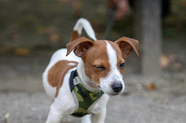 Hunderasse Jack Russell Terrier zu Fuß auf grünem Gras