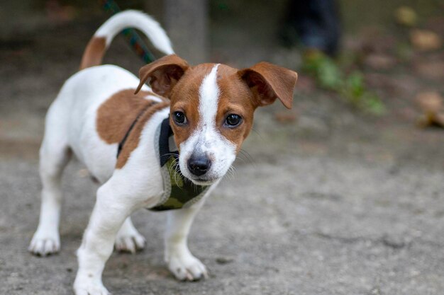 Hunderasse Jack Russell Terrier zu Fuß auf grünem Gras