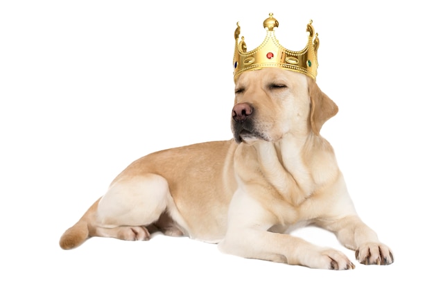 Hunderasse Labrador in einer Krone